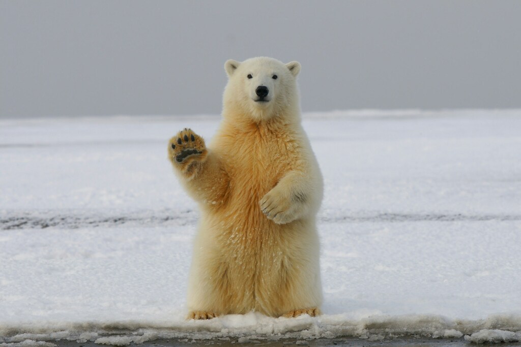 bearwater.fi bear waving